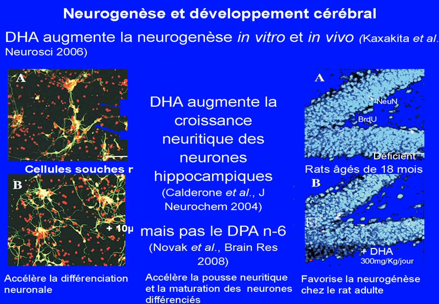 DHA Neurogenese et developpement crbral